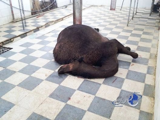 الرئيس الإندونيسي: العمل العسكري وحده ليس كافيا لهزيمة الإرهاب