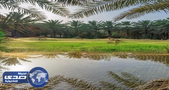 " السياحة " تشيد بمزارع الرز الحساوي في الأحساء