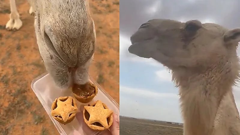 فتاة تطعم ناقة معمول وتسألها عن تقييمها بعد التذوق .. فيديو