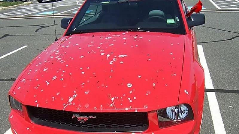 كيفية الحفاظ على طلاء السيارة