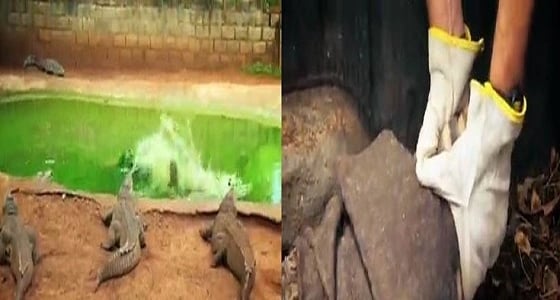 بالفيديو.. تمساح صغير يهاجم سائحة بريطانية