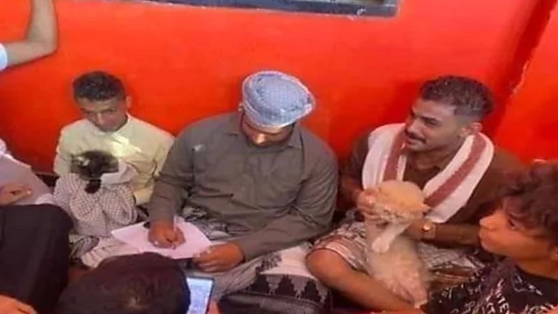 شاهد.. لحظة عقد قران قط وقطة وسط دعوات رسمية باليمن