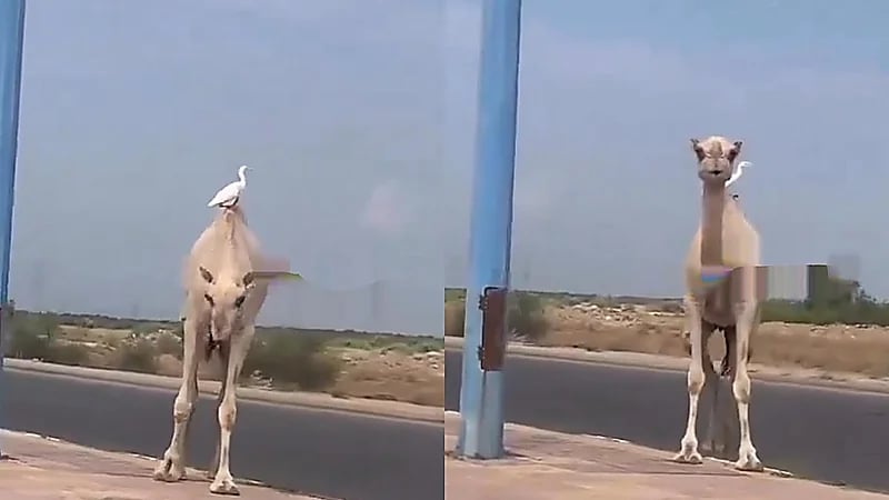 مشهد رومانسي بين بطة وجمل يستمتعان بالأجواء الرائعة في صبيا .. فيديو