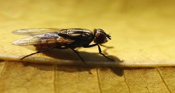 " ذباب المنزل " يسبب سرطان المعدة