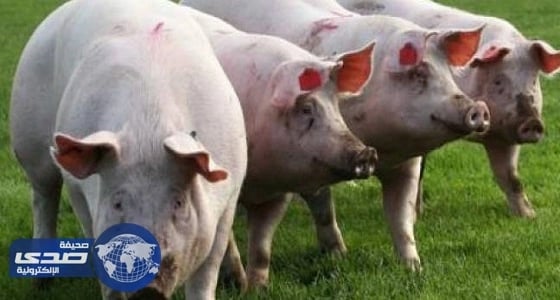 الأمراض المنقولة عن طريق البعوض كانفلونزا الخنازير قاتلة لمرضى السكر