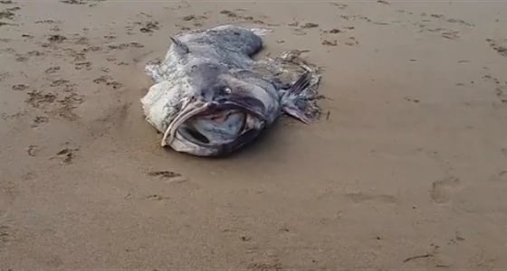 نفوق وحش غامض بطول 2 متر في أستراليا