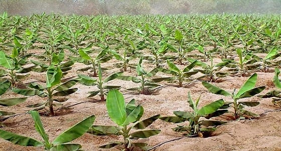 6 أهداف رئيسية لتشجير جوانب الطرق وتنمية الغطاء النباتي بجازان