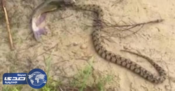 بالفيديو.. طفل يصطاد سمكة يلتهمها ثعبان
