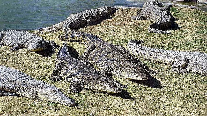 مجموعة شباب يلقون بجراء صغيرة في نهر لإطعامها للتماسيح