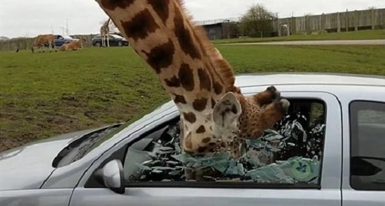 بالفيديو.. لحظة تحطم نافذة سيارة على رأس زرافة بطريقة مروعة