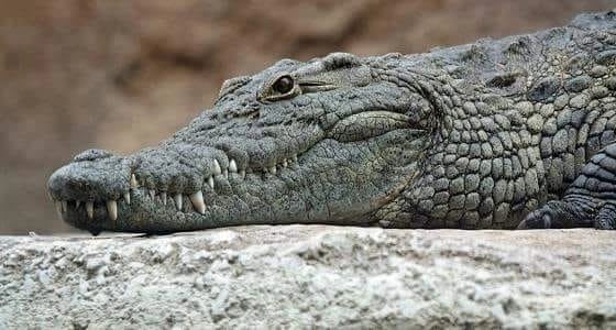 بعد إلتهام ذراعه.. سائح ينجو بإعجوبة من بركة تماسيح