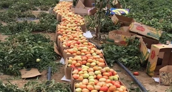 تشكيل لجنة رباعية لمراقبة المنتجات الزراعية