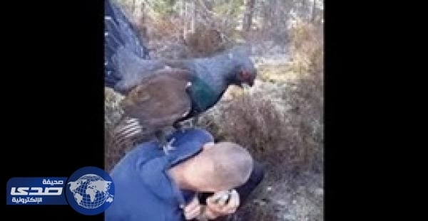 بالفيديو.. حمامة ضخمة تُهاجم رجلاً بأجنحتها