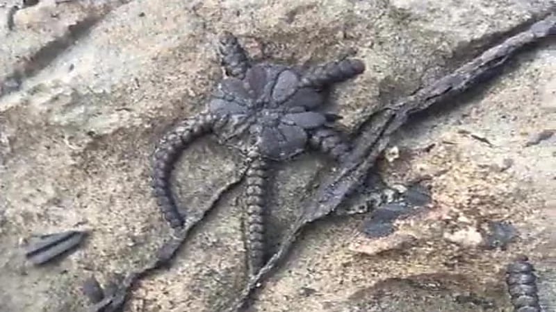 مواطن يعثر على أحافير بحرية قديمة خلال نزهة بجازان