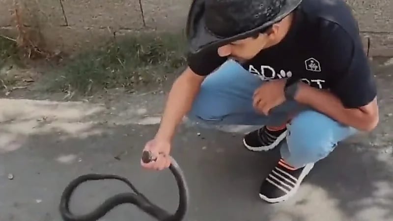 مروض أفاعي يسيطر على كوبرا بمنطقة الباحة .. فيديو