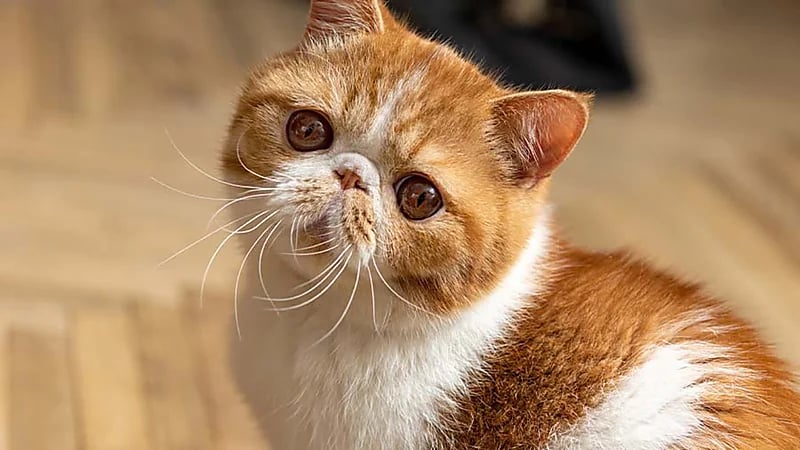 قط ينقذ حياة صاحبته بعدما اكتشف تسرباً للغاز في منزلها