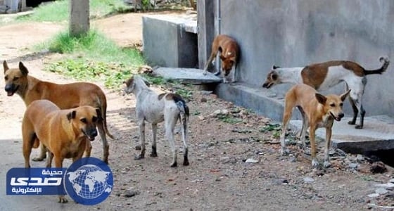 الكلاب الضالة تتسبب فى مقتل شاب مصري