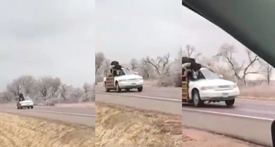 بالفيديو.. سيارة سيدان تنقل ثورا ضخما بطريقة غريبة