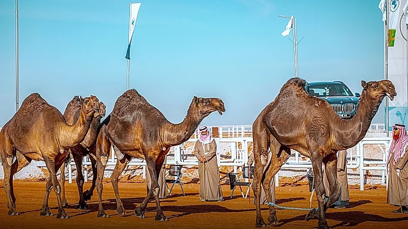 استئجار الإبل.. إجراءات واشتراطات قانونية تضمن الحقوق في منافسات المزاين