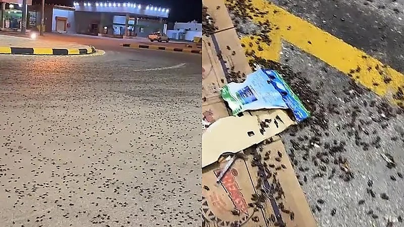 المسند ينصح بتقليل الإضاءة في مواقع انتشار الخنافس