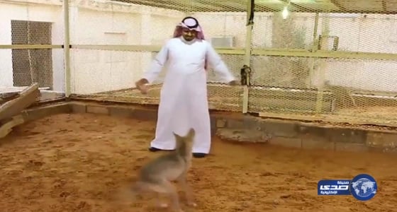 بالفيديو.. مواطن يربى الذئاب ويلهو معها بصحبة أطفاله