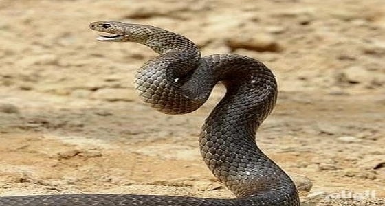 مواطن يروض الثعابين لشرب الشاي