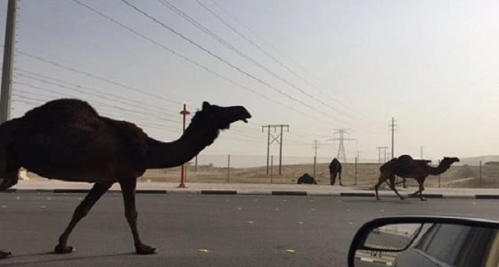 إبل سائبة تتسبب في إصابة 3 أشخاص بطريق رنية