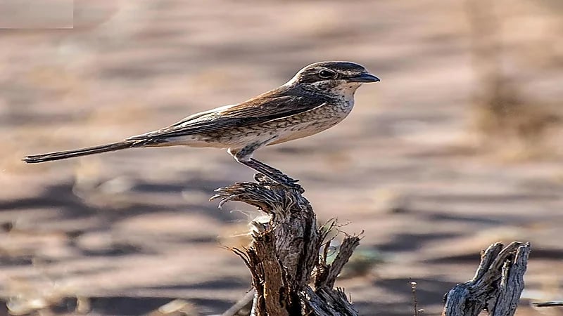 رصد طائرَي صرد أحمر الظهر وصرد أحمر القنّة في الحدود الشمالية