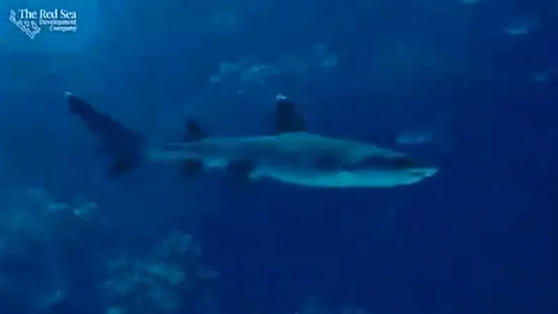 شاهد.. تحرير سمكة قرش عالقة في مصيدة قديمة بالبحر الأحمر