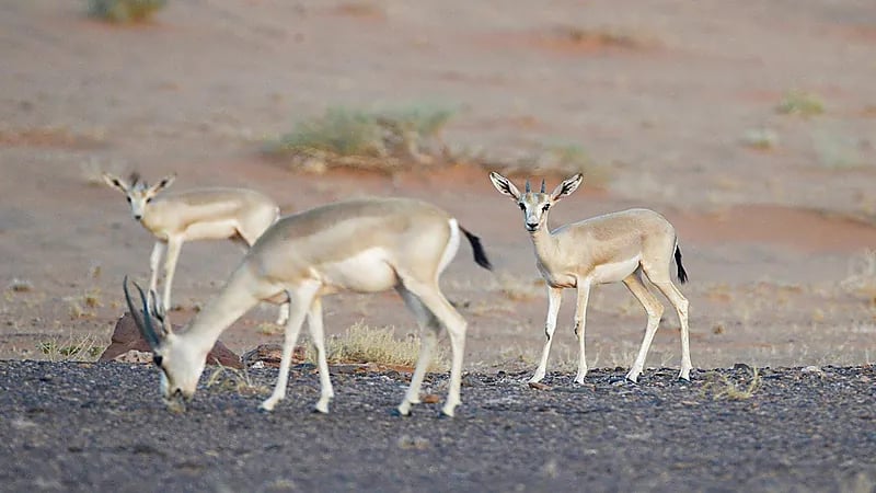 بالصور .. إعادة توطين كائنات فطريةمهددة بالانقراض بمحمية الملك سلمان
