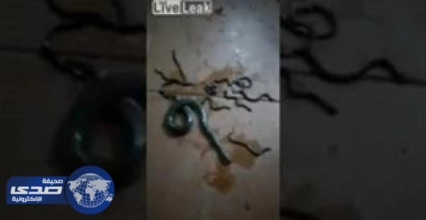 بالفيديو.. أُنثى ثعبان تلد صغارها رغم قتلها بوحشية
