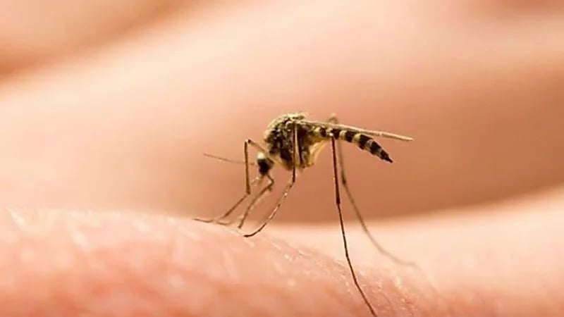 نصائح مهمة لمكافحة انتشار البعوض وتجنب لدغاته