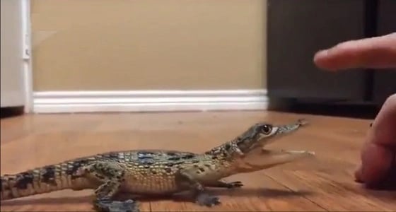 شاهد واستمع لأول مرة.. صوت صغير التمساح