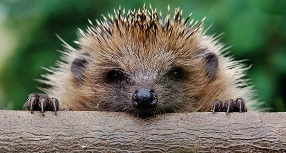 القنفذ من الحيوانات المهددة بالانقراض في بريطانيا