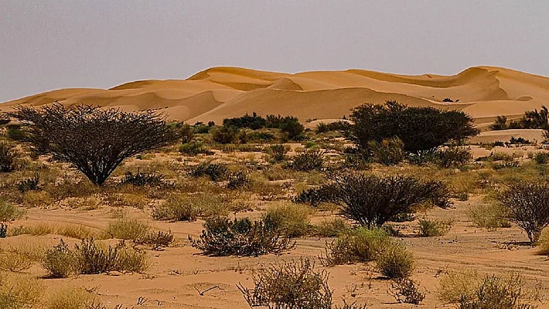 مركز الغطاء النباتي يبدأ مشروع زراعة 12 مليون شجرة