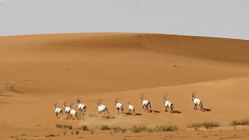 إطلاق 50 كائنًا فطريًا مهددًا بالانقراض في محمية الملك خالد الملكية