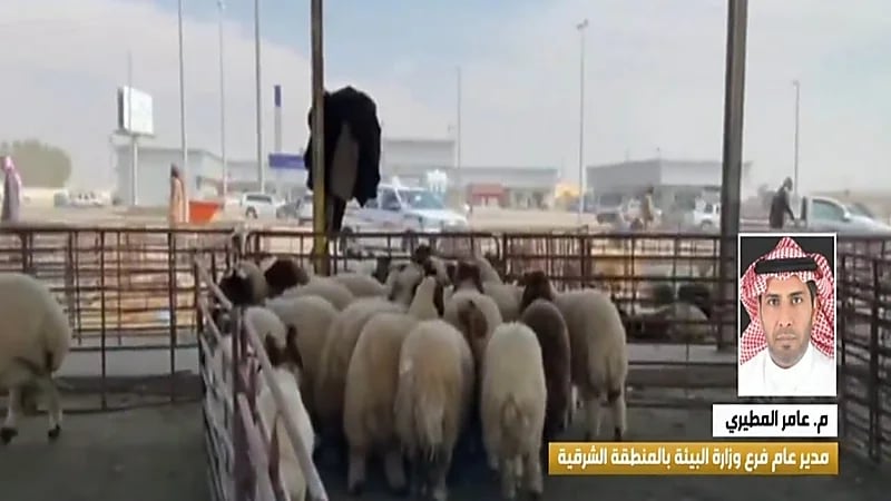 "مسؤول": منع بيع المواشي بالسيارات لمكافحة التستر التجاري