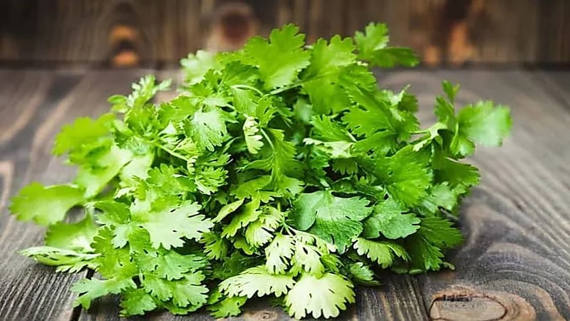 فوائد صحية لتناول الكزبرة الخضراء