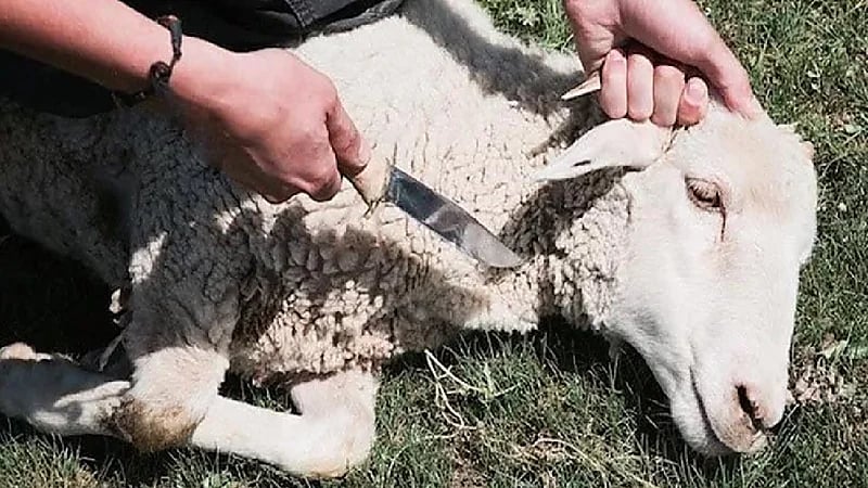 بالفيديو.. حكم تخصيص أضحية مستقلة للأب المتوفي