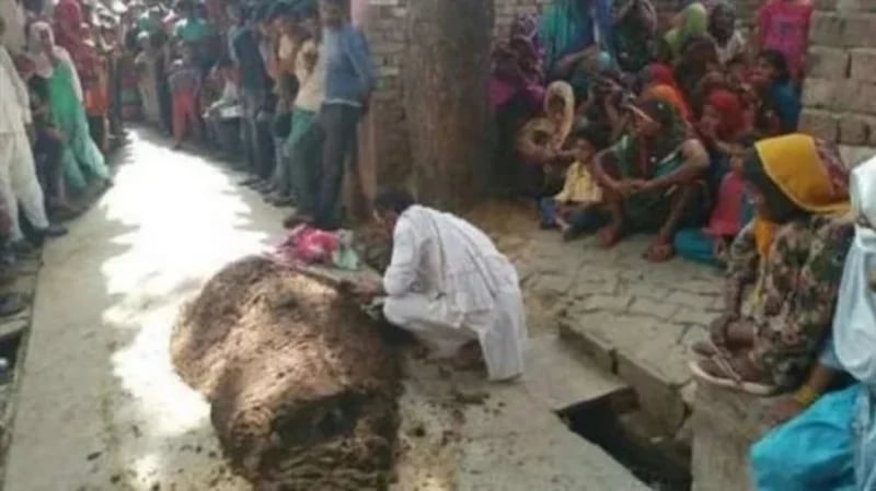 رجل يدفن زوجته تحت روث البقر لعلاجها من لدغة ثعبان