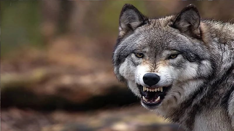 هروب غامض لذئاب من حديقة حيوان بكندا