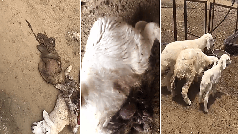 بالفيديو.. ذئب يهاجم أغنام مواطن بإحدى قرى أضم