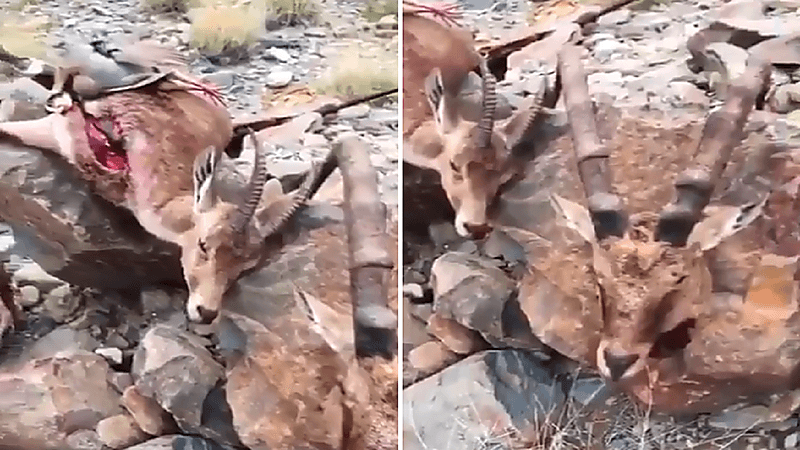 بالفيديو.. صيد جائر لعدد من الوعول الجبلية المهددة بالانقراض في محايل
