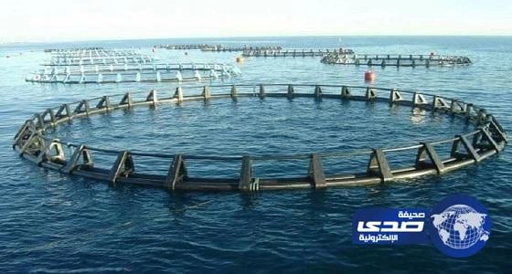 وكيل البيئة: الاستزراع المائي يوفر منتجات بحرية ذات قيمة تنافسية عالية