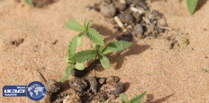 القبض على مِصريَّيْن تورطا في زراعة « القنب الهندي » بالقصيم