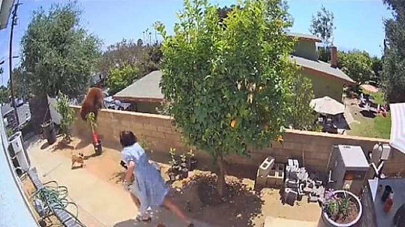 بالفيديو .. فتاة تروي كيف قاومت دبًا ضخمًا لحماية كلابها الأربعة