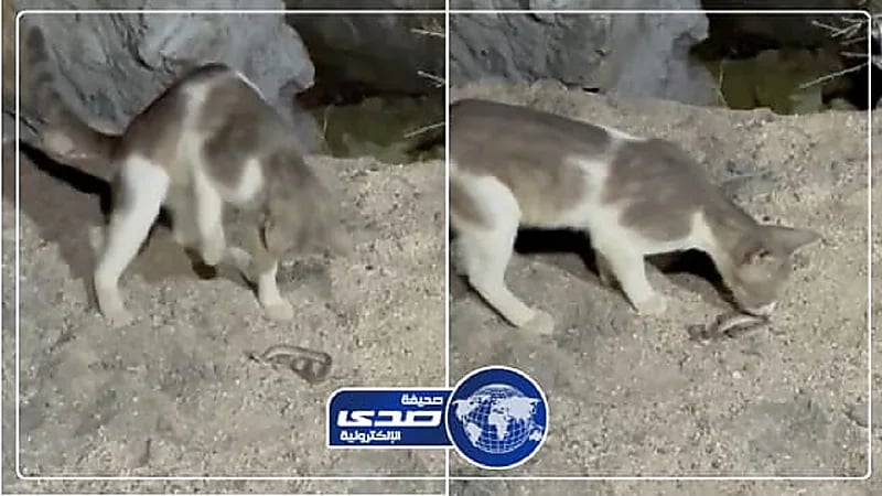 بالفيديو.. القطط تحل مشاكل أهالي أضم مع الحية أم جنيب