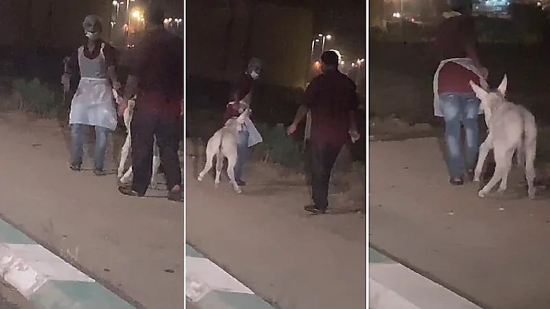 فيديو لعاملين مطعم يسحبان حمارا يثير جدلا واسعا ومطالبات بالتحقيق