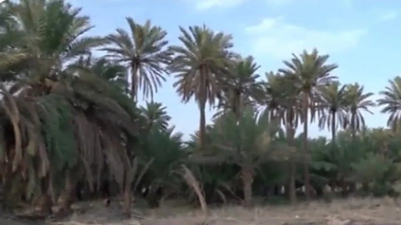 شاهد.. قصة الصبرة التي تتيح إيجار أراضي لمدة تصل إلى 700 عام مقابل مبالغ قليلة