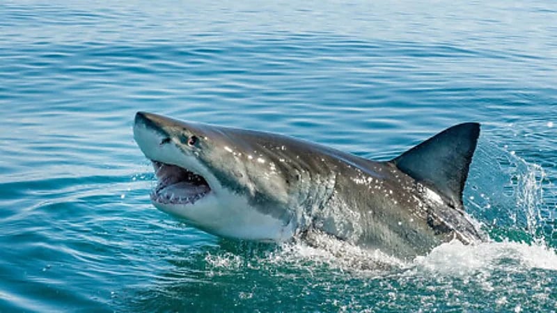 شاهد.. سمكة قرش تفترس سائحة أثناء السباحة في البحر الأحمر